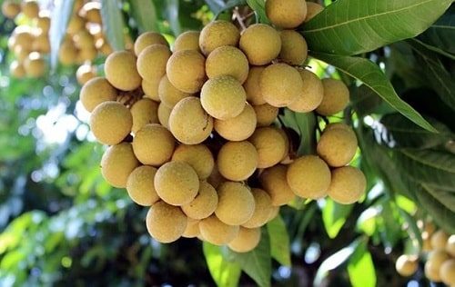 Nhãn lồng
